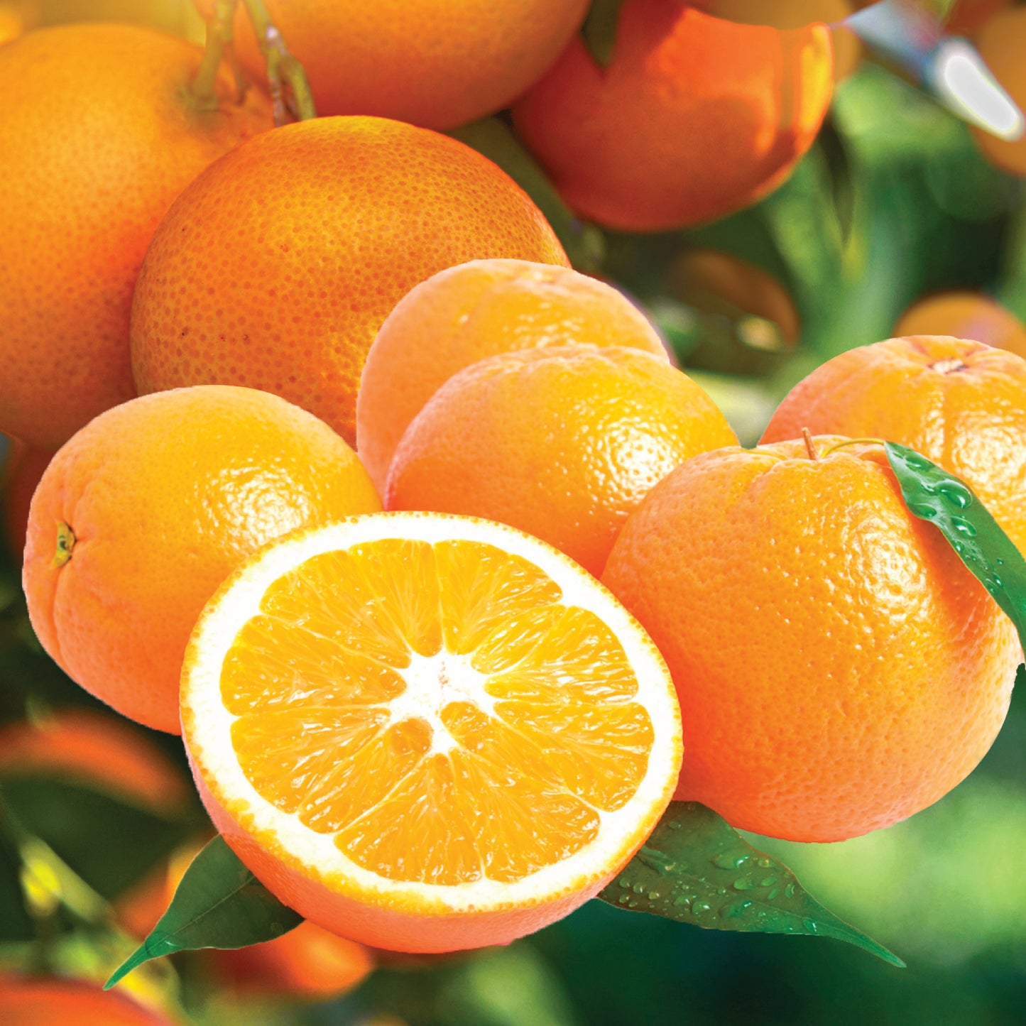 Royal Navel Oranges (Available Mid-February to March)